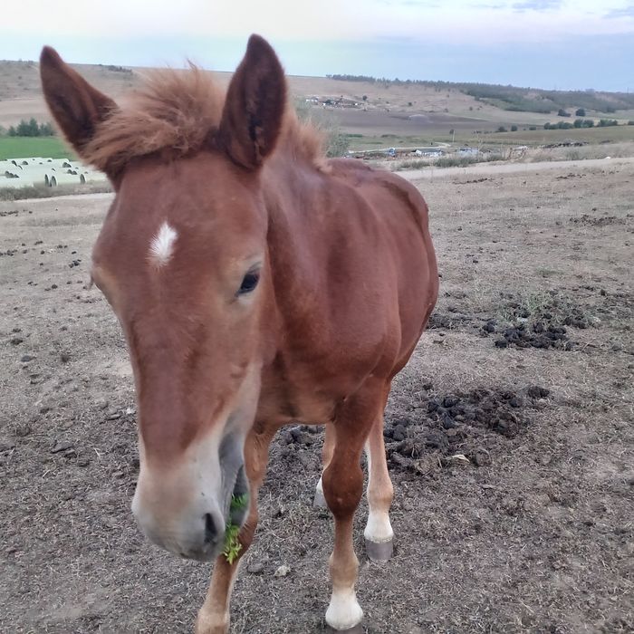 Mânz de 6 luni mai multe detalii la telefon