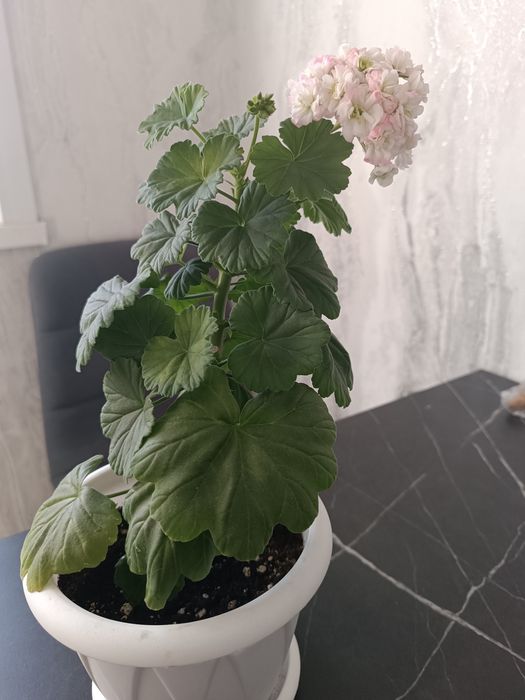Продам герань в горшке.
