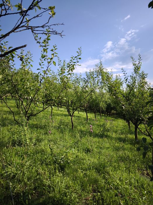 Casa de vanzare la tara - Sat Boian, Comuna Ceanu Mare cu teren 40 ari
