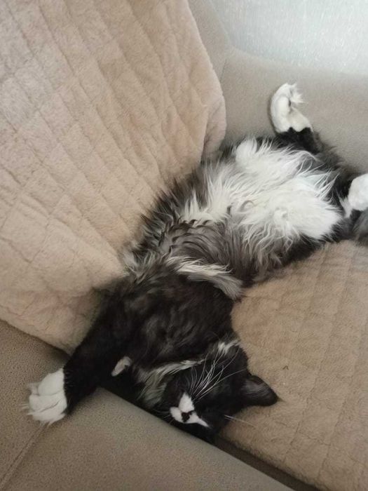 Пропал домашний кот