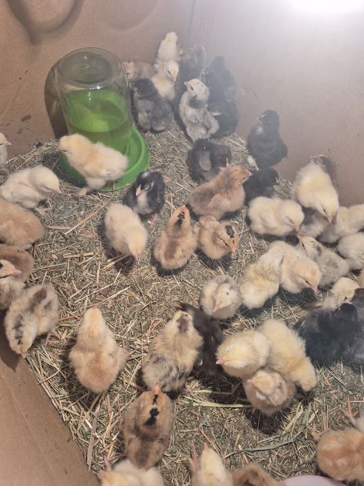 Цыплята несушки.