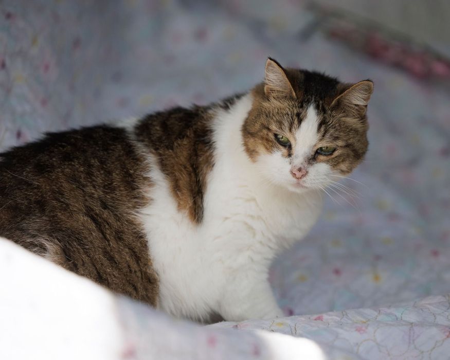 Бесплатно кошечка хорошенькая