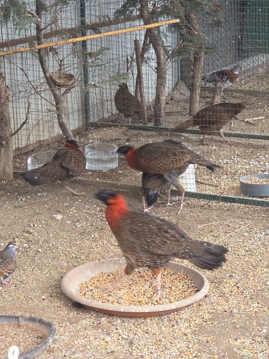 Vând fazani de Ornamet