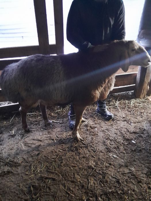 Sog'lom Qochqor sotiladi