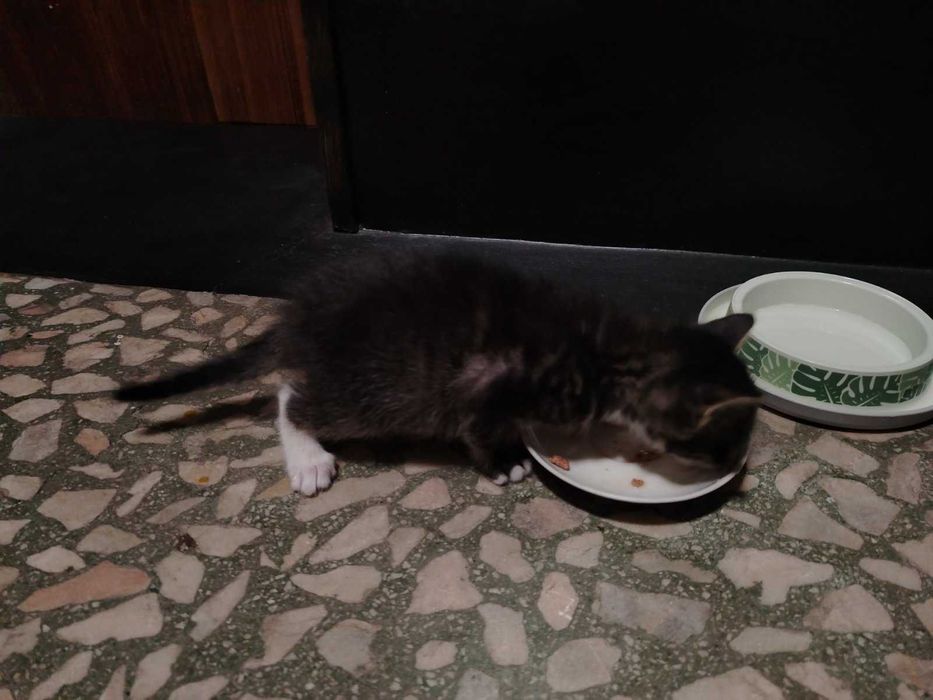 Котета търсят дом