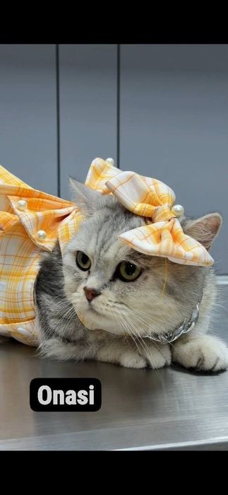 Skotish fold mushukchala скотишфолд котятя