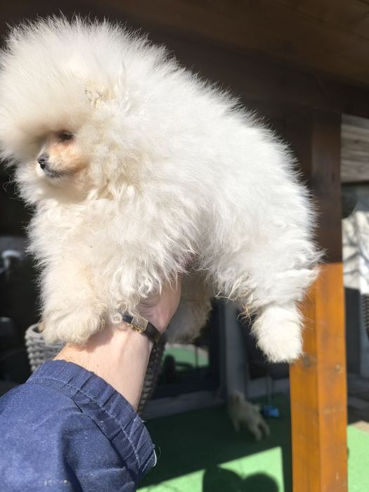 Померанчета мини,мини