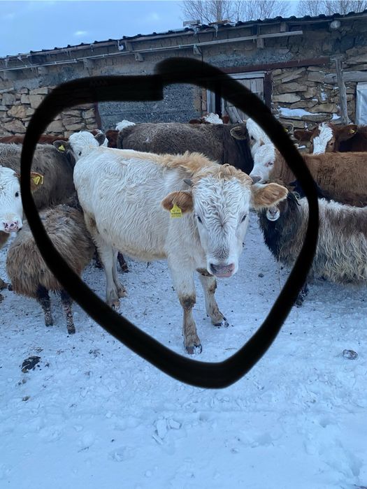 Продаются телята бычки