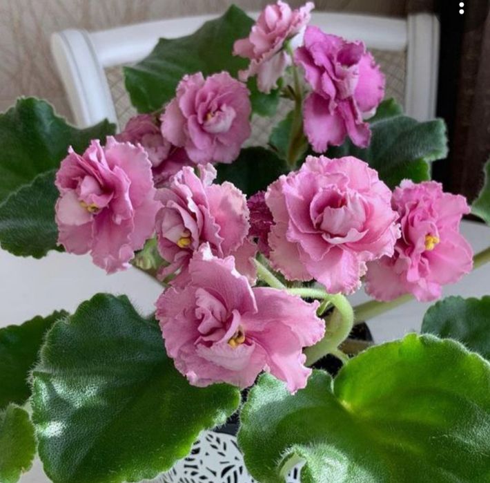 Сортовые фиалки и торф