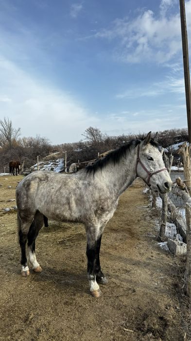 Пішпе ат сатылады