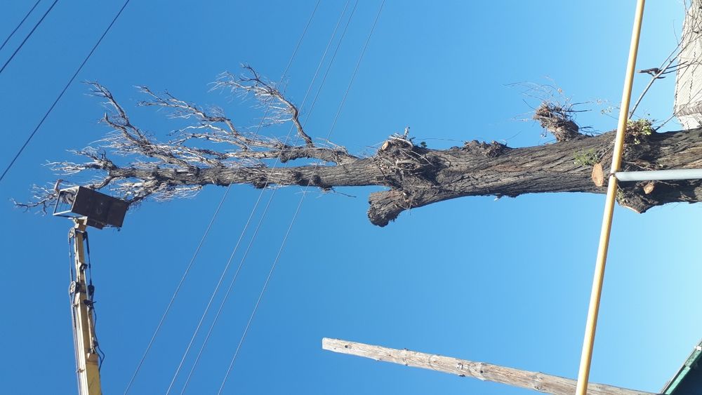 Спил деревьев распил на дрова