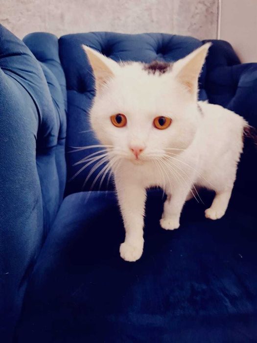 Ищем Ангелу лучших хозяев!