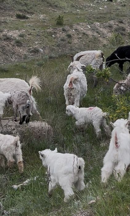 Ешкі,лақ,шібіш сатылады