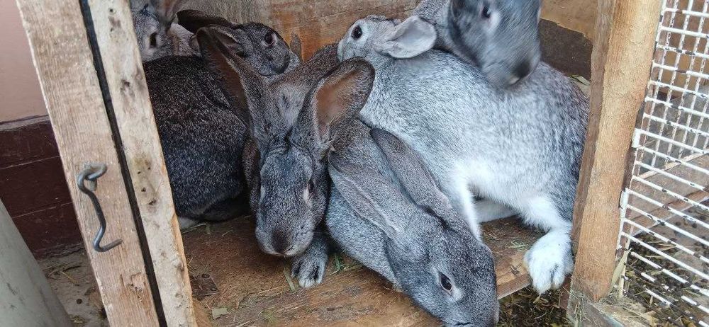 кролики + клетки