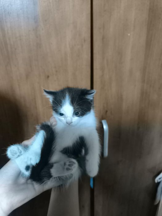Отдам котят в хорошие руки