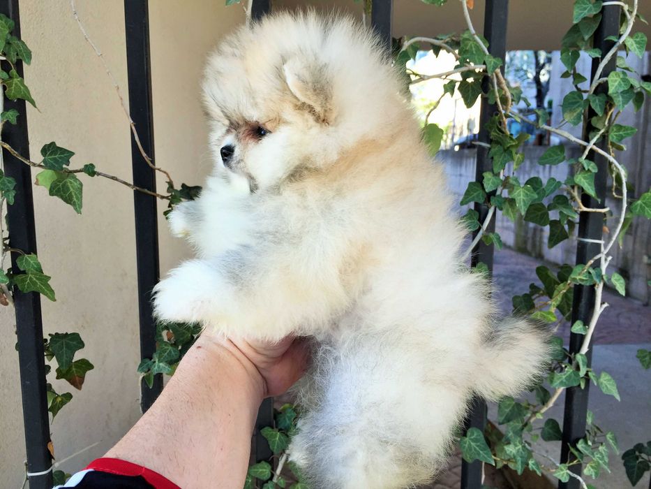 Померан мини Померанчета