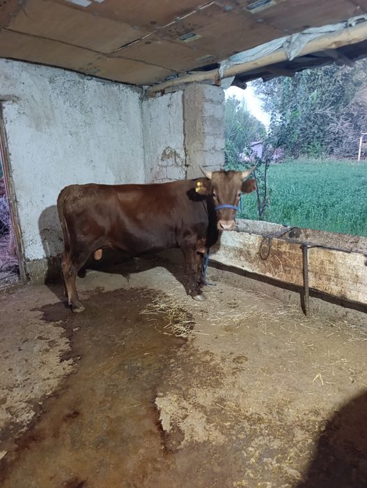 Buqa sotiladi 1 yosh