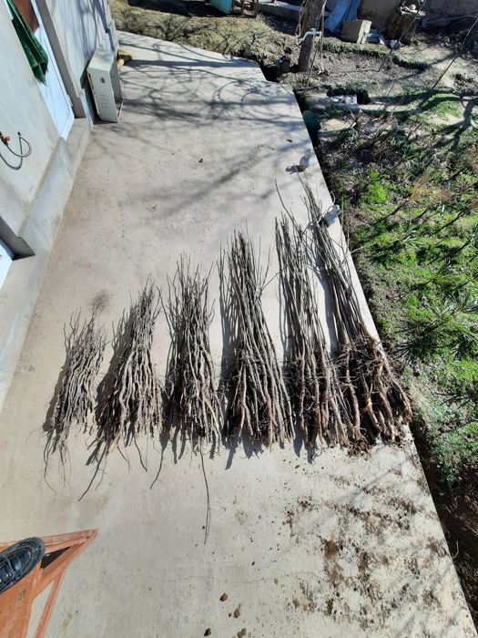 Pekan yonģoģi va kóchatlari sotiladi