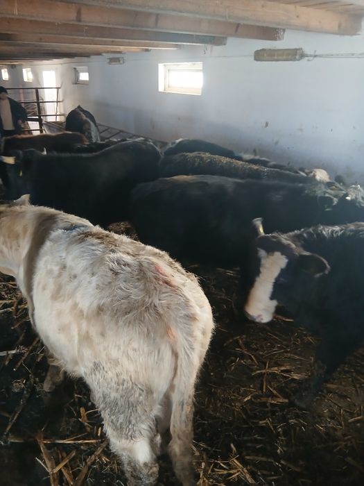 Taurasi de vânzare Tânțăreni Gorj