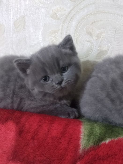 Мушукчалар сотилади.