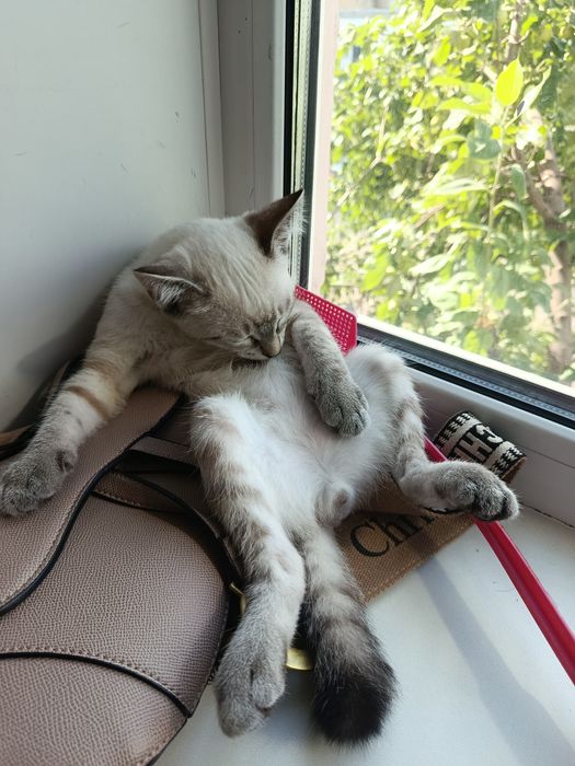 Котенок ищет дом