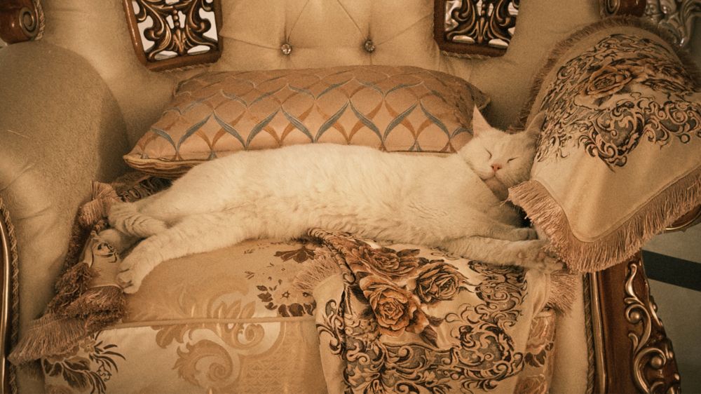 британский кот 2,5 года