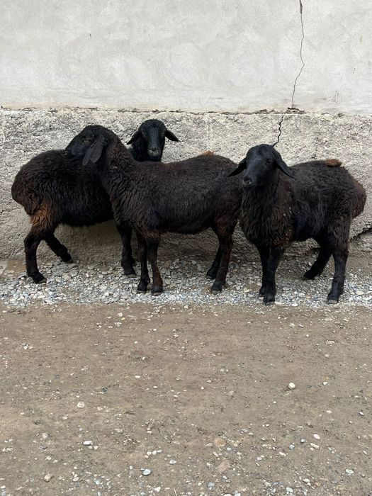 Семіз   қойлар . .