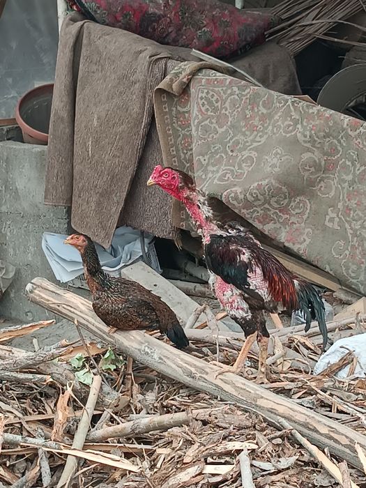 Дакен Хороз макюон сотилади