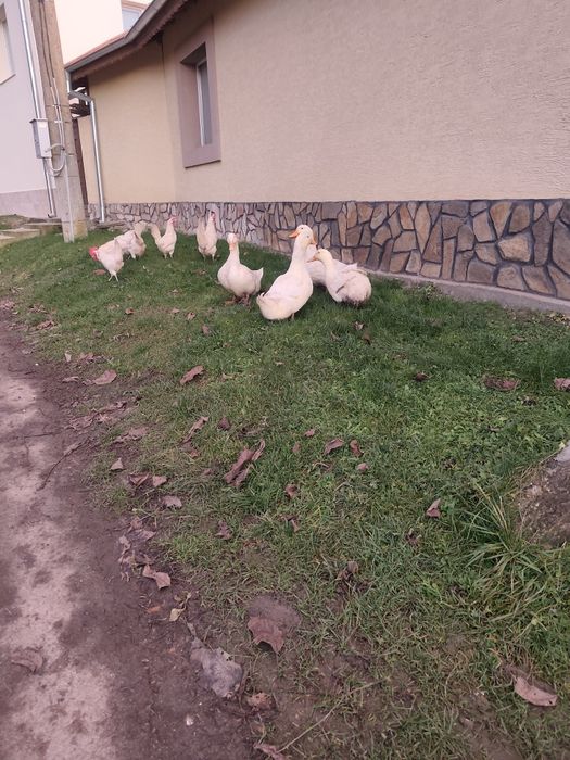 Оплодени яйца от бял легхорн