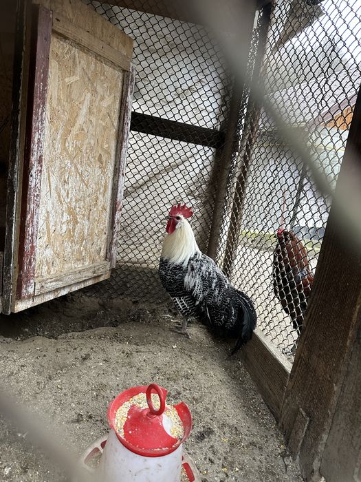 Cocos brakel vanzare