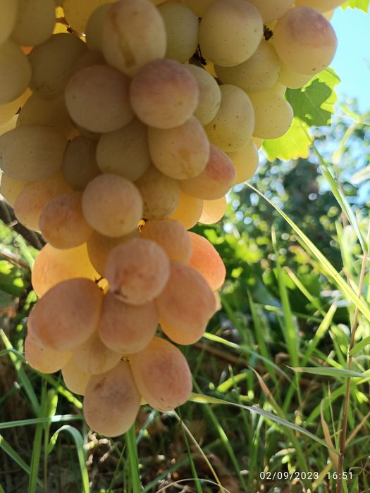 UZUM TOYIFI narxi 15 ming so'm