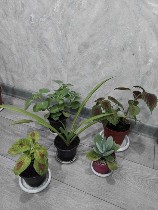 Цветы все фото 2500,3000