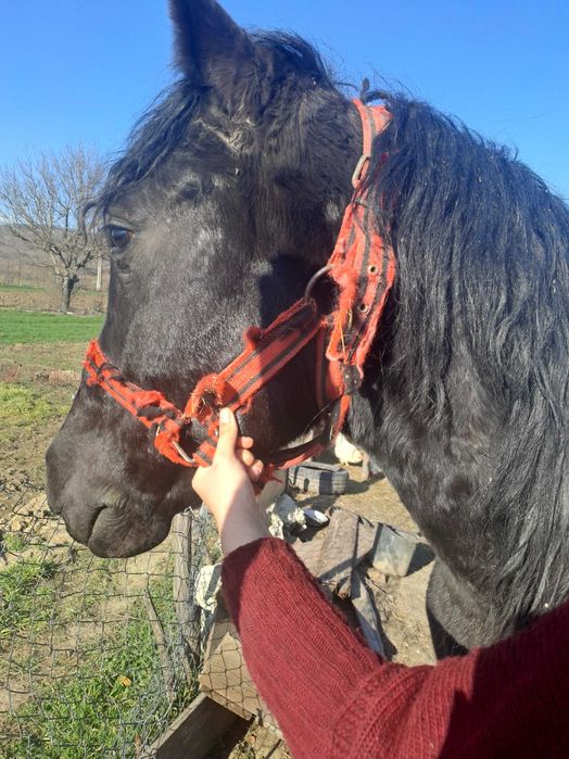 Cal negru semigreu,blând în vârstă de 4 ani jumate.