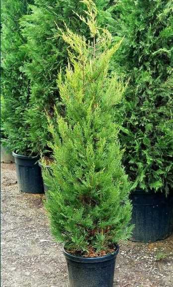 Cupressocyparis Leylandii pentru Gard Viu Dens și Elegant