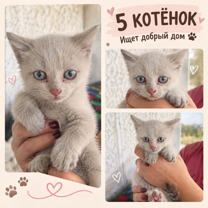 Отдам котят в добрые руки