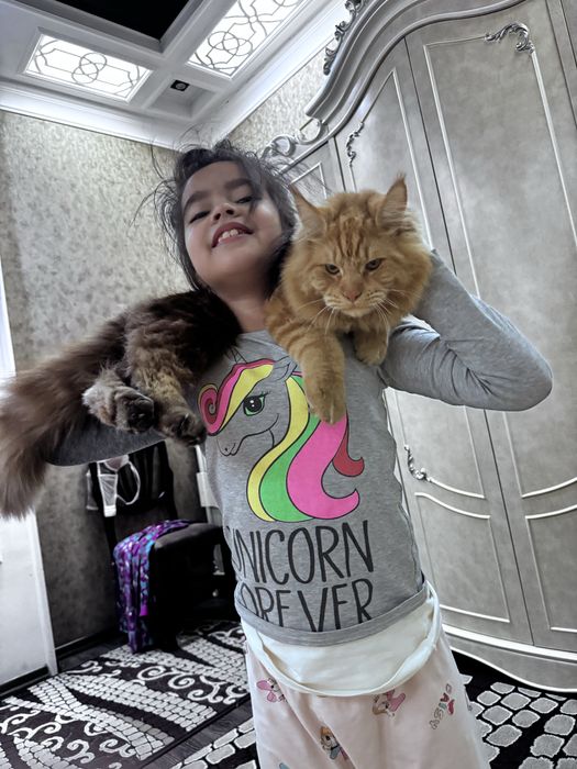 Срочно ищем невесту для молодого красавца Мейн-куна!