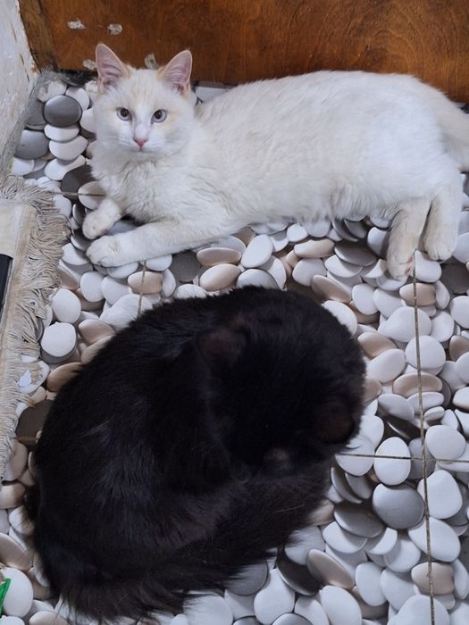 Коты чёрный и белый.