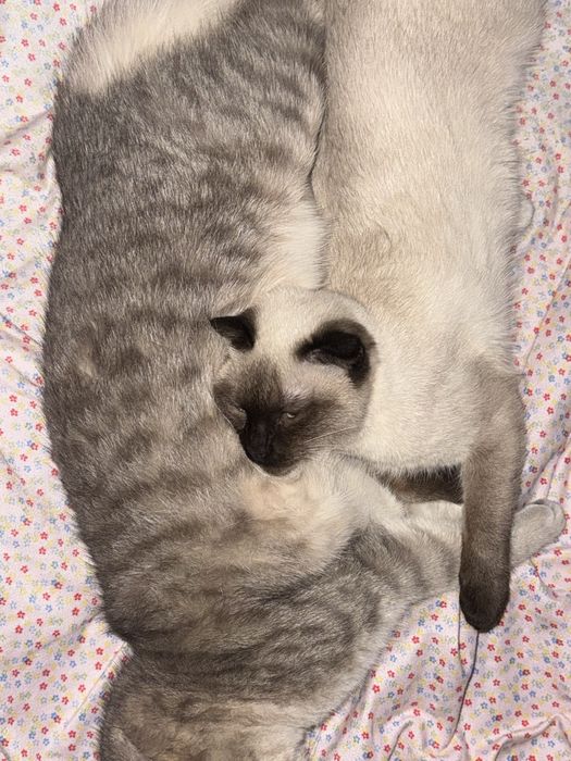 Кот британский 9 месяцев очень умный послушный.