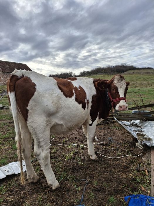 Vând junincă bălțată germană