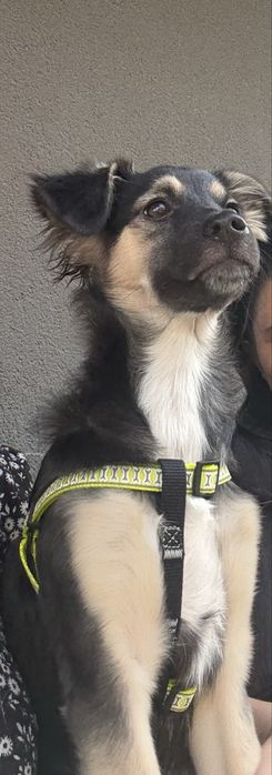 Catelusa pentru adoptie