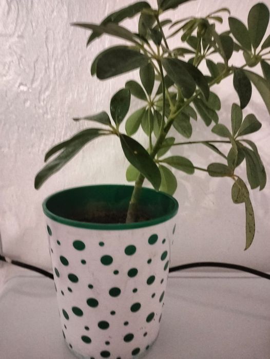 Шеффлера комнатное растение