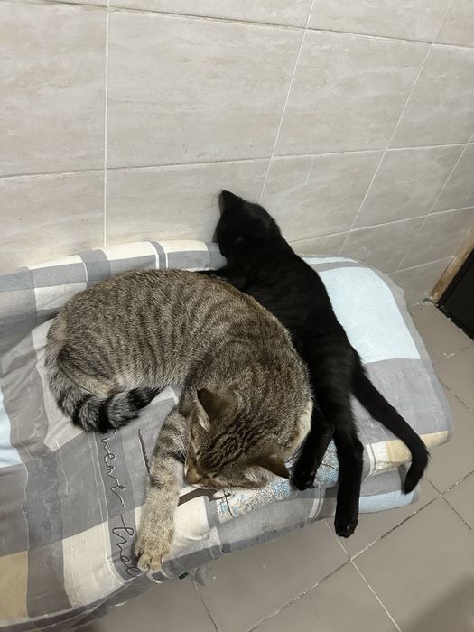 Отдаю 2-х котов в добрые руки .