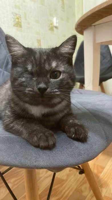 Отдадим даром кошечку!