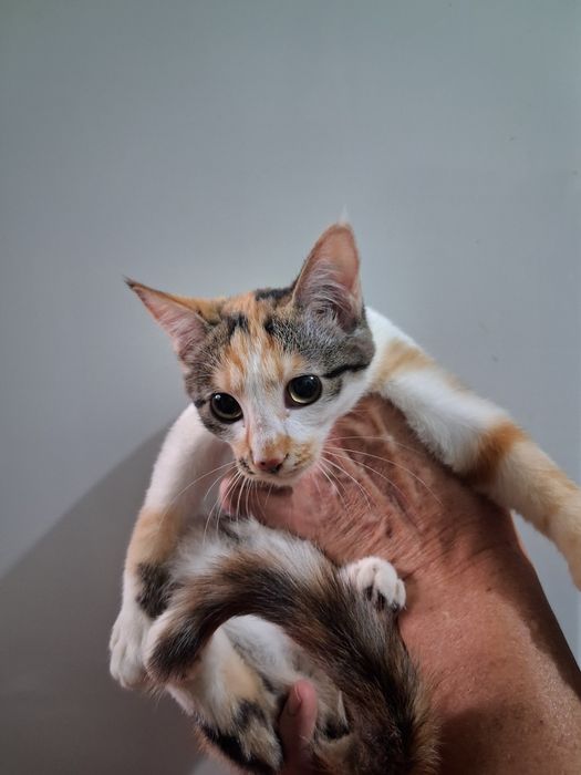 Котёнок, ищет добрый дом.