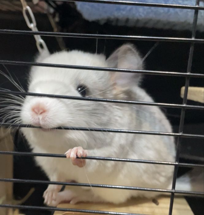 Продам шиншилл девочки