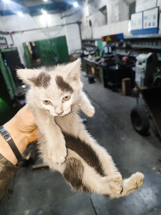 Отдаём шахтерских котят в добрые руки.