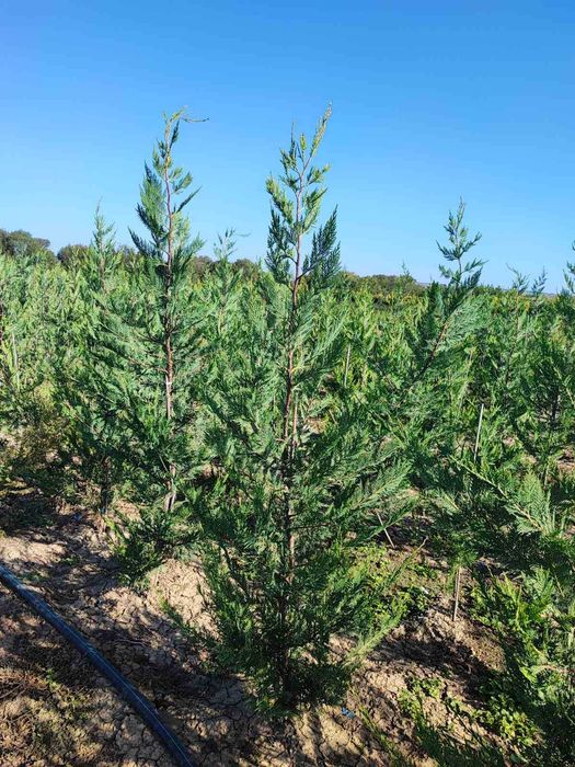 Лейландски кипарис