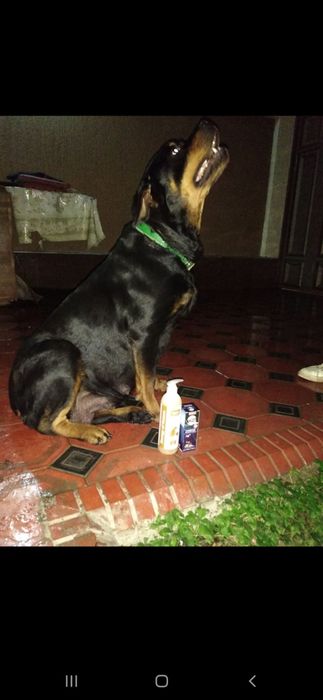 Гостиница для животных