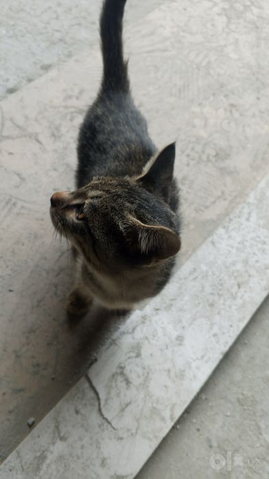 Tekinga faqat yaxshi qaridigan odamga