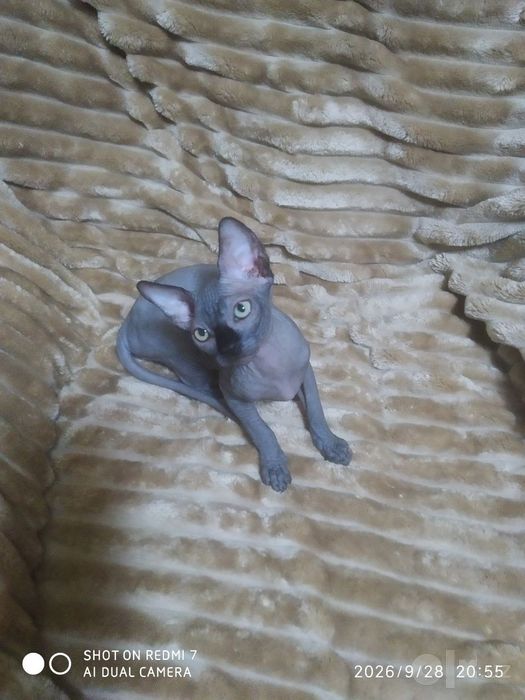 Продаются элитные котята канадского сфинкса